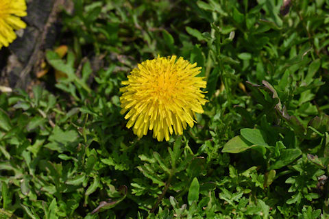 Iowa State Flower