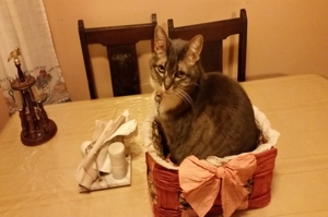 Chloe in basket