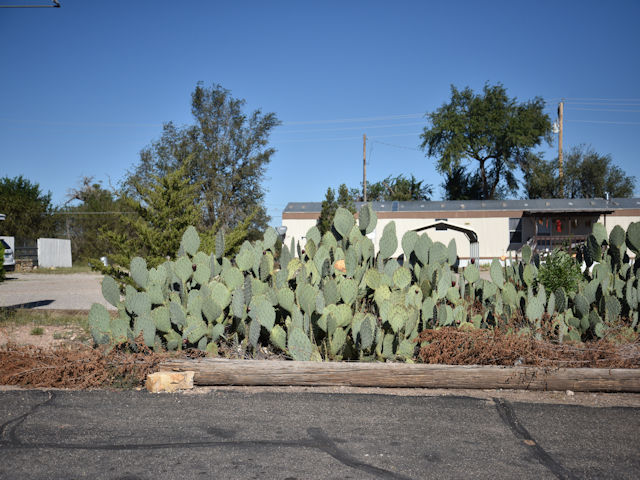 Cacti near Josephs