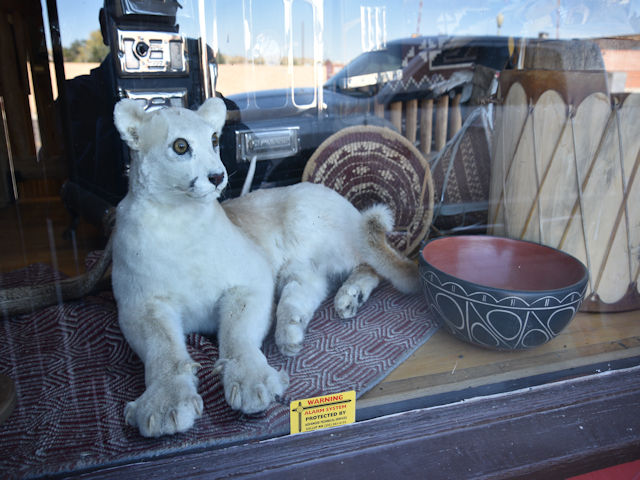 Big Cat in shop window