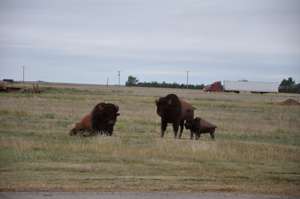 Bison? Near Vega TX