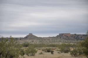 Scrub brush of Texas