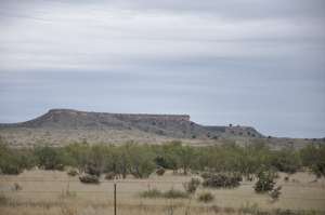 Scrub brush of Texas